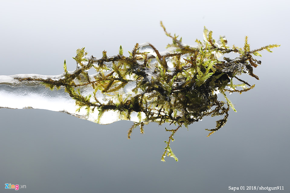 Hình ảnh macro tuyệt đẹp về băng giá Sa Pa